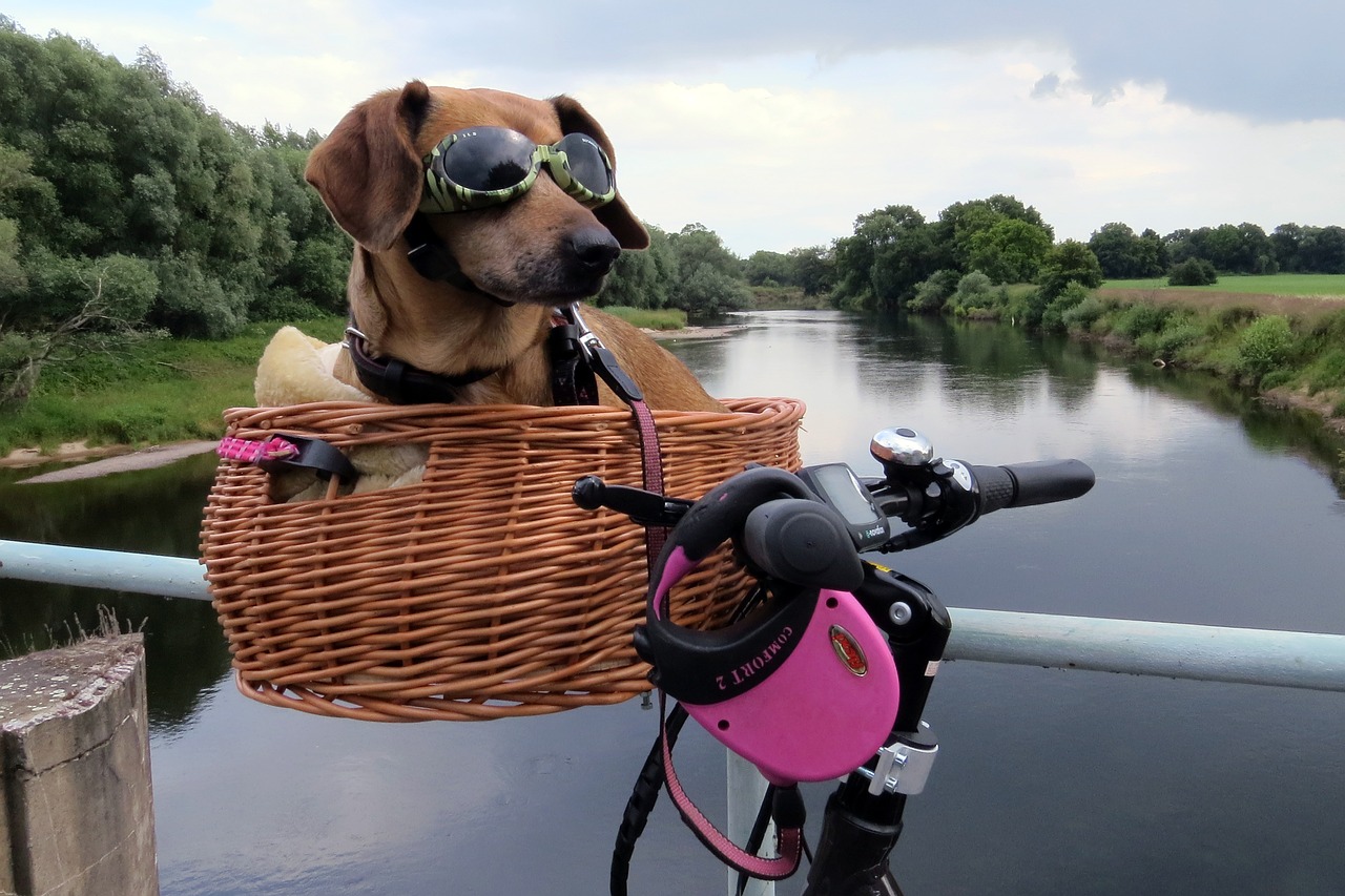 Lastenfahrrad Hund die besten Lastenräder zum Transport von Hunden